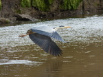 FZ012535 Grey Heron (Ardea cinerea) in flight.jpg